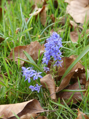2023-03-28 Scilla bifolia 2.jpg