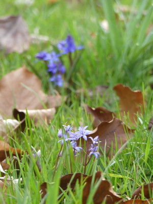 2023-03-28 Scilla bifolia 4.jpg
