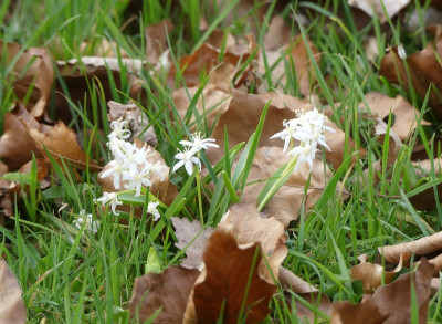 2023-03-28 Scilla bifolia 3.jpg