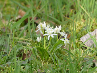 2023-03-28 Scilla bifolia 5.jpg