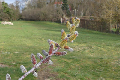2023-03-28 Salix 2.jpg