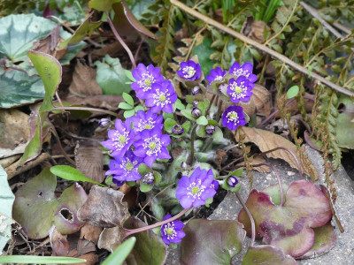 2023-03-28 Hepatica 1.jpg