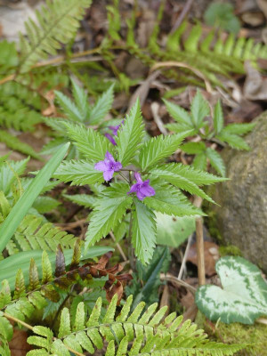 2023-03-28 Cardamine glanduligera 'Bob Brown Form'.jpg