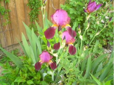 violette_Schwertlilie_von_Mari1234-small.JPG