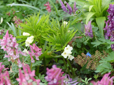 2023-03-28 Cardamine kitaibelii.jpg