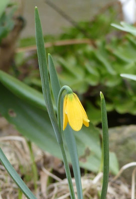 2023-03-28 Fritillaria pudica 2.jpg