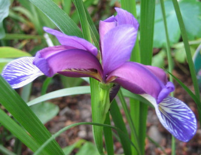 Iris_graminea_1.jpg