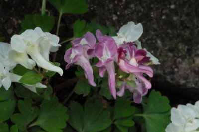 DSCF7752.JPG