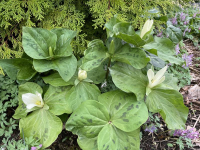 Trillium albidum März 2023.jpg