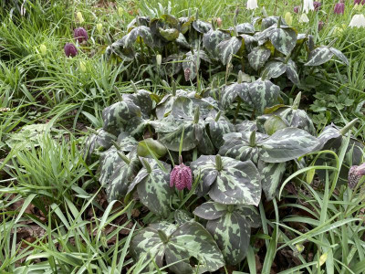 Trillium cuneatum März 2023.jpg