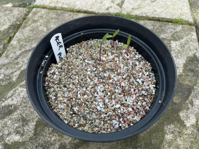 Acer pubipalmatum Germination März 2023.jpg