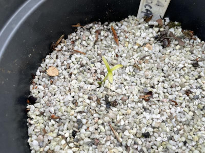 Sinojackia xylocarpa germination marz 2023.jpg