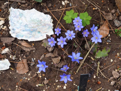 Hepatica nobilis Wühlmaus P3220117.JPG