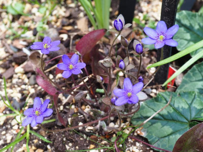 Hepatica nobilis dark blue with dark blue anthers Raschun P3290132.JPG