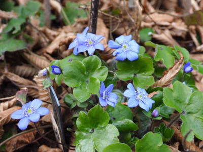 Hepatica transsilvanica Blue Jewel P3290141.JPG