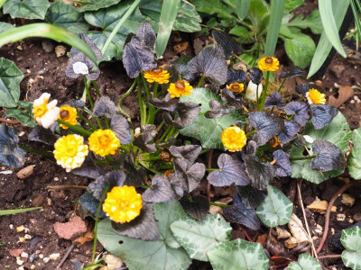 Ranunculus ficaria Jaqueline P3290133.JPG