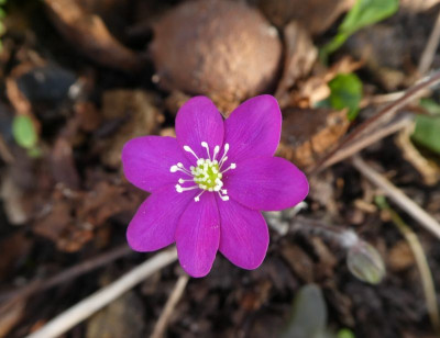 Hep. nobilis ex 'Bibo'k.jpg