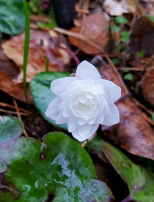 Hepatica gefüllt weiß.jpg