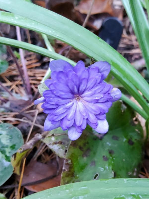Hepatica Axel.jpg