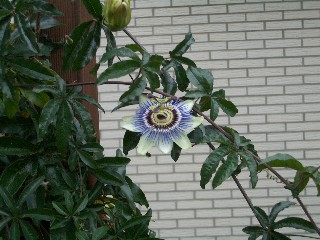 Passiflora_1.jpg.jpg