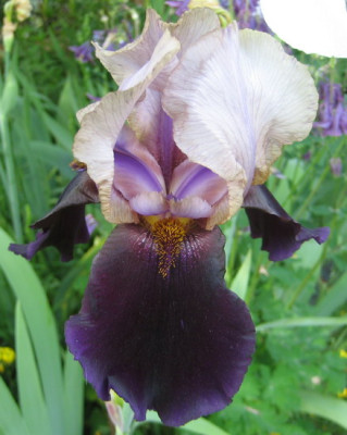Iris_unbek._schlamm-dunkel.jpg