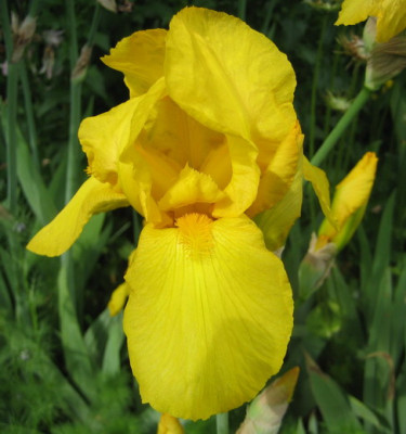 Iris_unbek._gelb.jpg