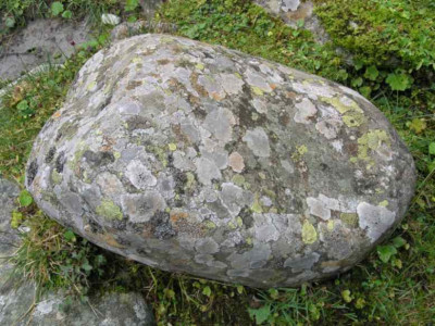 Bunte_Flechten.jpg