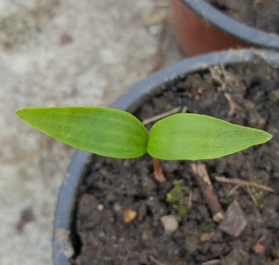 30.3. Acer caesium.jpg
