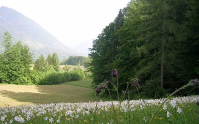 DSCN8642_narzissenwiese_m.jpg