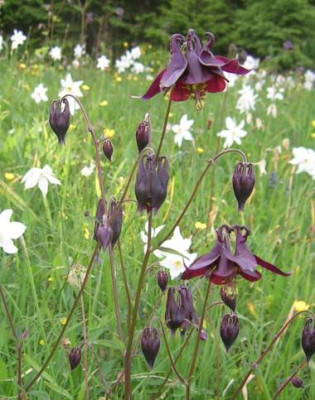 Aquilegia_atrata.jpg