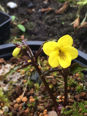 2023-03-31 Viola brevistipulata ssp. hidakana.jpg