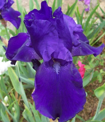 000_2763_Himmelmanns_Blaue.jpg