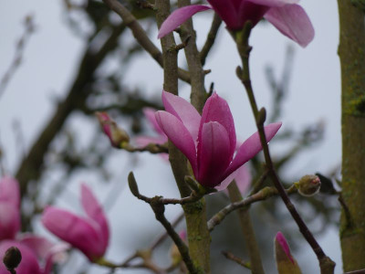 2023-03-31 Magnolia 'Westonbirt'.jpg