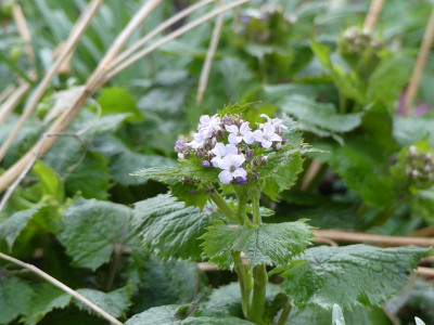 2023-03-31 Lunaria rediviva.jpg