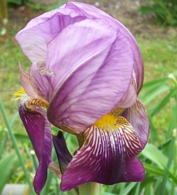 000_2766_Samling_violett.jpg