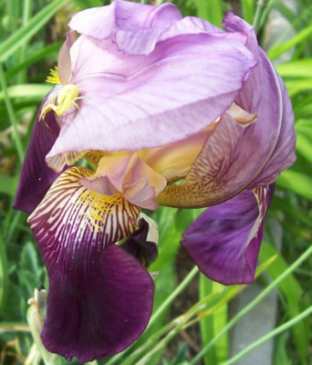 000_2775_Samling_violett.jpg