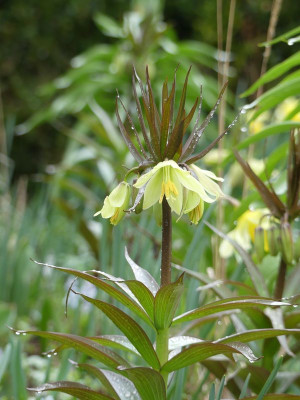 2023-03-31 Fritillaria raddeana 1.jpg