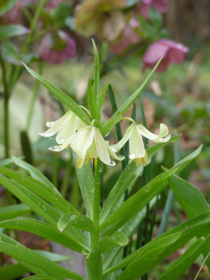 2023-03-31 Fritillaria raddeana 3.jpg