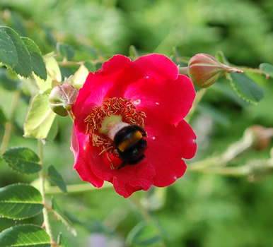 Geranium_HG_24070_92.jpg