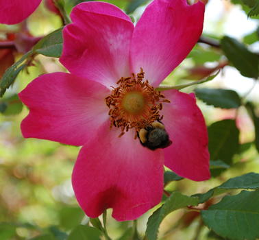 Highdownensis_HG_23347_92.jpg