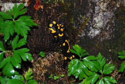Feuersalamander_Bluntautal.jpg