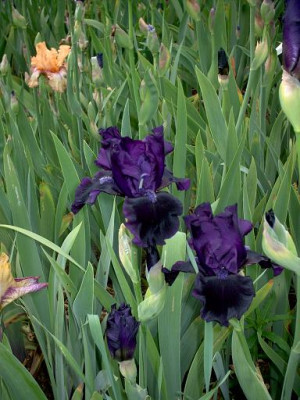 Blueten2008_813.jpg
