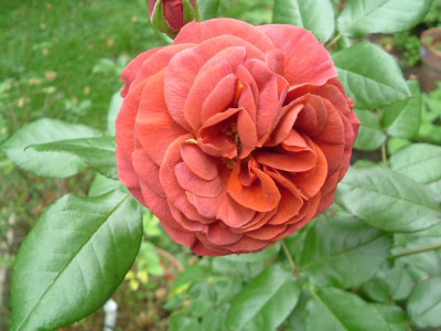 Brown_Velvet_klein_DSCF0211.jpg