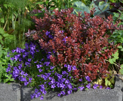 Berberis_atropurpurea-Nana.22-2.jpg