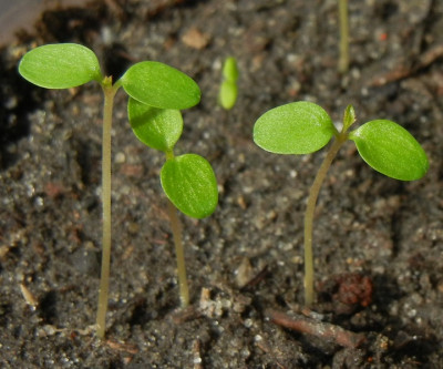 01.04. Euptelea polyandra.jpg