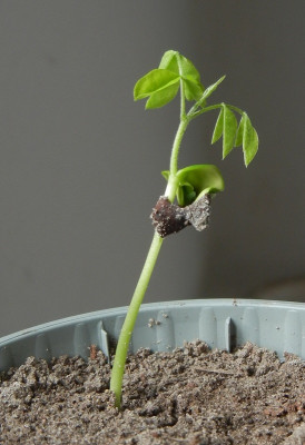 01.04. Japanischer Schnurbaum.jpg