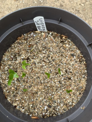 Viburnum sieboldii Germination März 2023.JPG