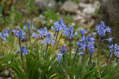 unnamed Scilla.jpg