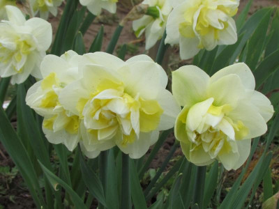 N Easter Born3.JPG