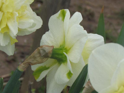N Easter Born2.JPG